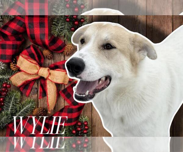 Medium Photo #4 Great Pyrenees-Unknown Mix Puppy For Sale in Coldwater, MI, USA