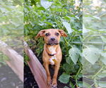 Small #2 Mutt