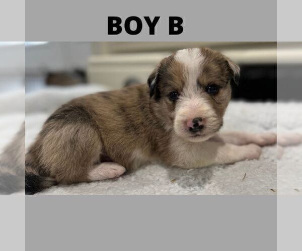 Medium Photo #6 Bordoodle Puppy For Sale in MADISON, AL, USA