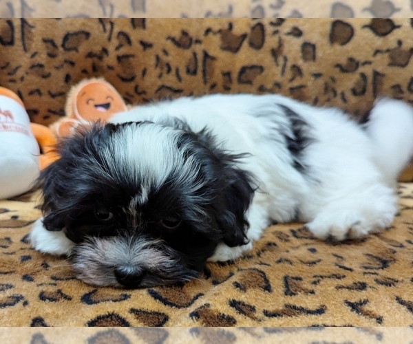 Medium Photo #3 Havanese Puppy For Sale in POST FALLS, ID, USA