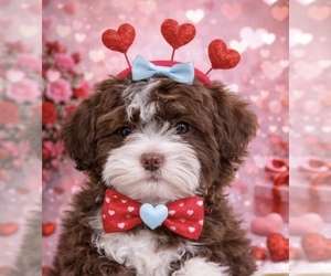 Havanese Puppy for sale in LIVONIA, MI, USA