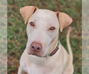 Retriever -Unknown Mix Dogs for adoption in Canton, CT, USA