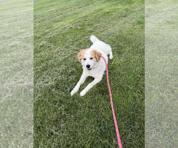 Medium Photo #2 Aussie Pyrenees Puppy For Sale in Walnutport, PA, USA