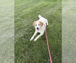 Small #1 Aussie Pyrenees