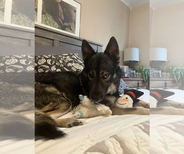 Medium Photo #6 Siberian Husky Puppy For Sale in Cedar Crest, NM, USA