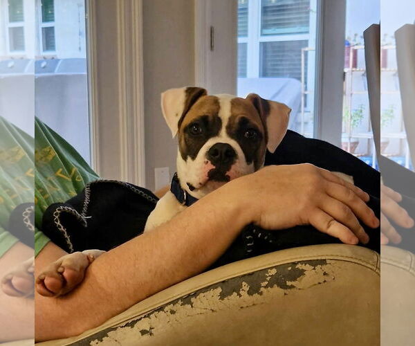 Medium Photo #11 Boxer-Unknown Mix Puppy For Sale in Dumont, NJ, USA