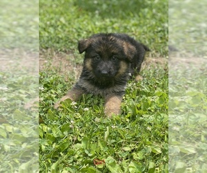 German Shepherd Dog Puppy for sale in ALLENSTOWN, NH, USA