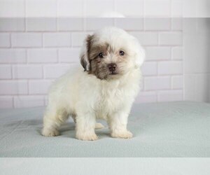 ShihPoo Puppy for Sale in SUGARCREEK, Ohio USA