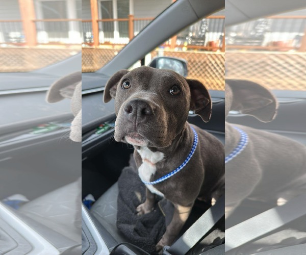 Medium Photo #1 American Pit Bull Terrier Puppy For Sale in Stover, MO, USA