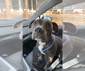 American Pit Bull Terrier Dogs for adoption in Stover, MO, USA