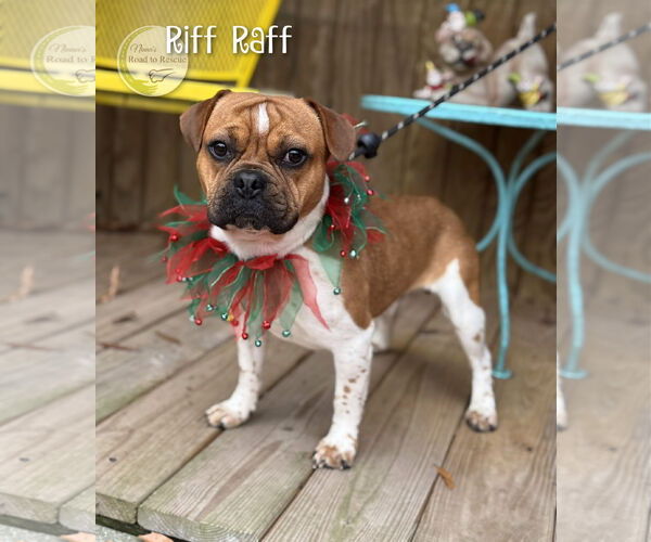 Medium Photo #2 French Bulldog-Unknown Mix Puppy For Sale in Benton, LA, USA