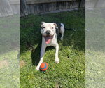 Small #3 American Staffordshire Terrier Mix