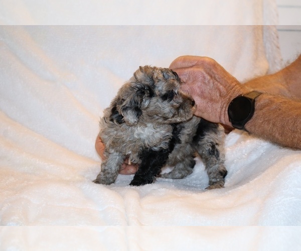 Medium Photo #7 Poodle (Toy) Puppy For Sale in DYERSBURG, TN, USA