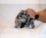 Small #6 Poodle (Toy)