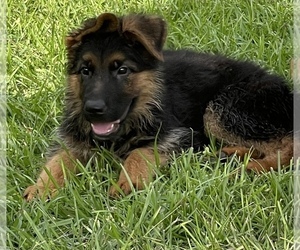 German Shepherd Dog Dog for Adoption in GOLDSBORO, North Carolina USA