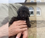 Puppy Phantom boy Poodle (Toy)