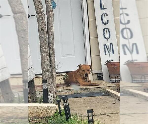 Medium Photo #1 American Staffordshire Terrier Puppy For Sale in San Antonio, TX, USA