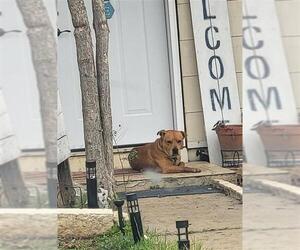 American Staffordshire Terrier Dogs for adoption in San Antonio, TX, USA