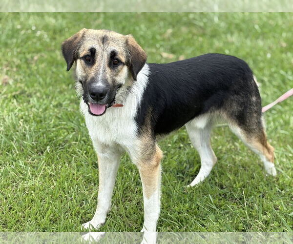 Medium Photo #2 Australian Shepherd-Unknown Mix Puppy For Sale in Virginia Beach, VA, USA