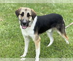 Small #1 Australian Shepherd Mix