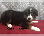 Small Photo #3 Miniature Australian Shepherd Puppy For Sale in CAMPBELL, MN, USA