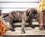 Small Photo #15 Mastiff Puppy For Sale in WAKARUSA, IN, USA