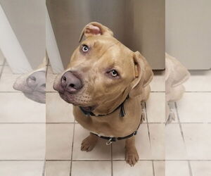 Mutt Dogs for adoption in Gainesville, FL, USA