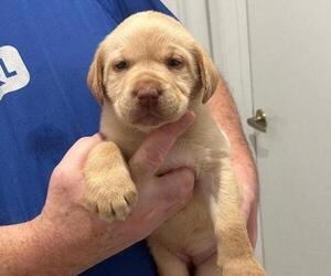 Basset Hound Puppy for sale in RIVERVIEW, FL, USA