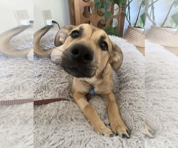 Medium Photo #3 Labrador Retriever-Unknown Mix Puppy For Sale in Springdale, PA, USA