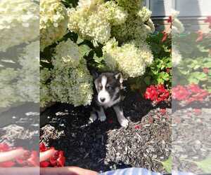 Siberian Husky Puppy for sale in AUBURN, NY, USA