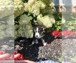 Small Photo #1 Siberian Husky Puppy For Sale in AUBURN, NY, USA