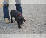 Small #2 Labrador Retriever