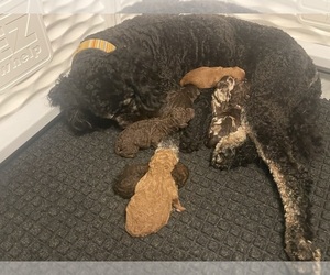 Bernedoodle Puppy for sale in LEWISBURG, OH, USA