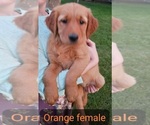 Puppy Penny Golden Retriever