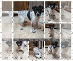 Small Photo #2 Labrador Retriever-Unknown Mix Puppy For Sale in Mesa, AZ, USA