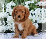 Image preview for Ad Listing. Nickname: Duke