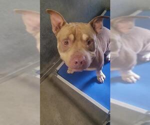 American Pit Bull Terrier Dogs for adoption in St. Cloud, FL, USA