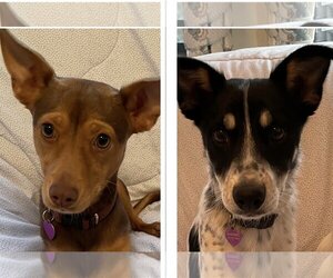 Miniature Pinscher-Unknown Mix Dogs for adoption in Tomball, TX, USA