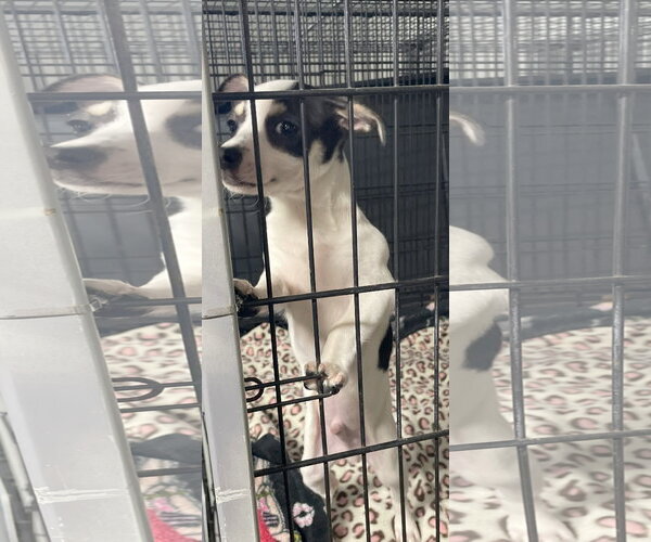 Medium Photo #5 Rat Terrier-Unknown Mix Puppy For Sale in McDonough, GA, USA