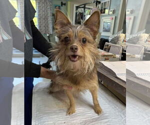 Chihuahua-Unknown Mix Dogs for adoption in Benton, LA, USA