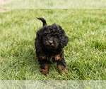 Puppy Connie Cock-A-Poo-Goldendoodle Mix