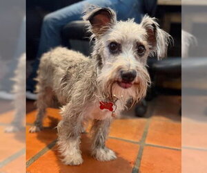 Cairn Terrier-Unknown Mix Dogs for adoption in San Diego, CA, USA