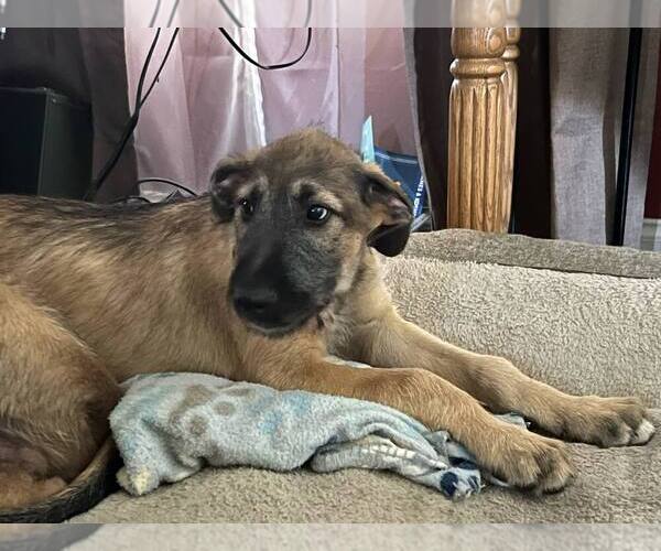 Medium Photo #2 Irish Wolfhound Puppy For Sale in WINDSOR, MO, USA