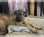 Small #1 Irish Wolfhound