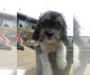 Bea-Tzu Puppy for sale in BUCKLIN, MO, USA