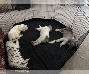 Anatolian Shepherd-Great Pyrenees Mix Litter for sale in AURORA, CO, USA