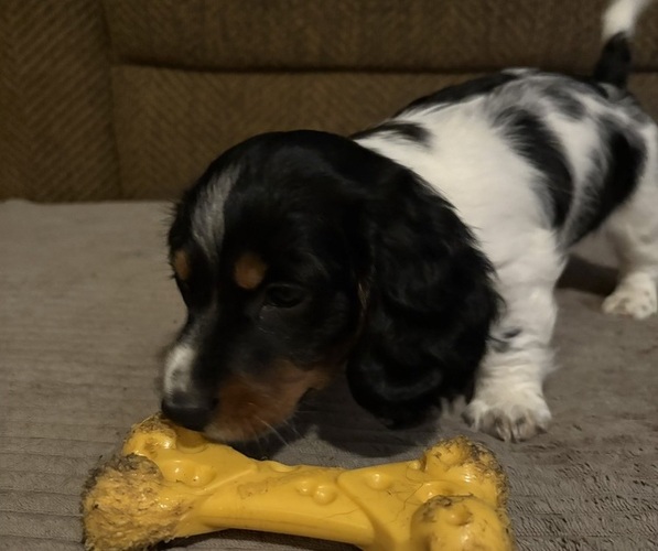 Medium Photo #5 Dachshund Puppy For Sale in SMYRNA, TN, USA