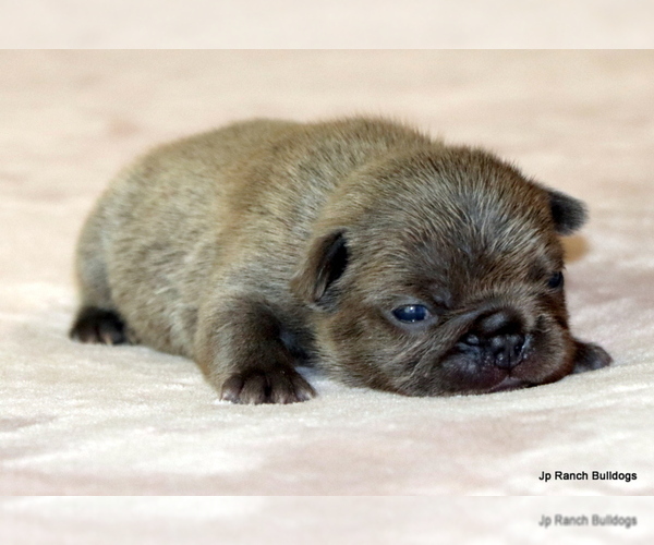 Medium Photo #3 French Bulldog Puppy For Sale in WINNSBORO, TX, USA