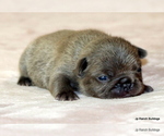Small #2 French Bulldog
