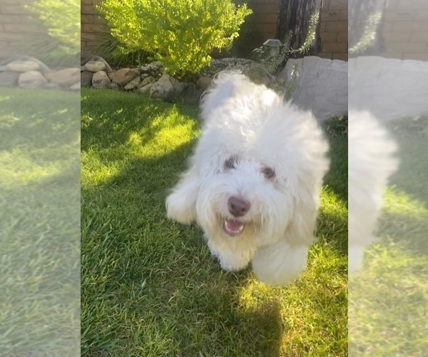 Medium Photo #1 Bernedoodle (Miniature) (+ Poodle Miniature) Puppy For Sale in BREA, CA, USA
